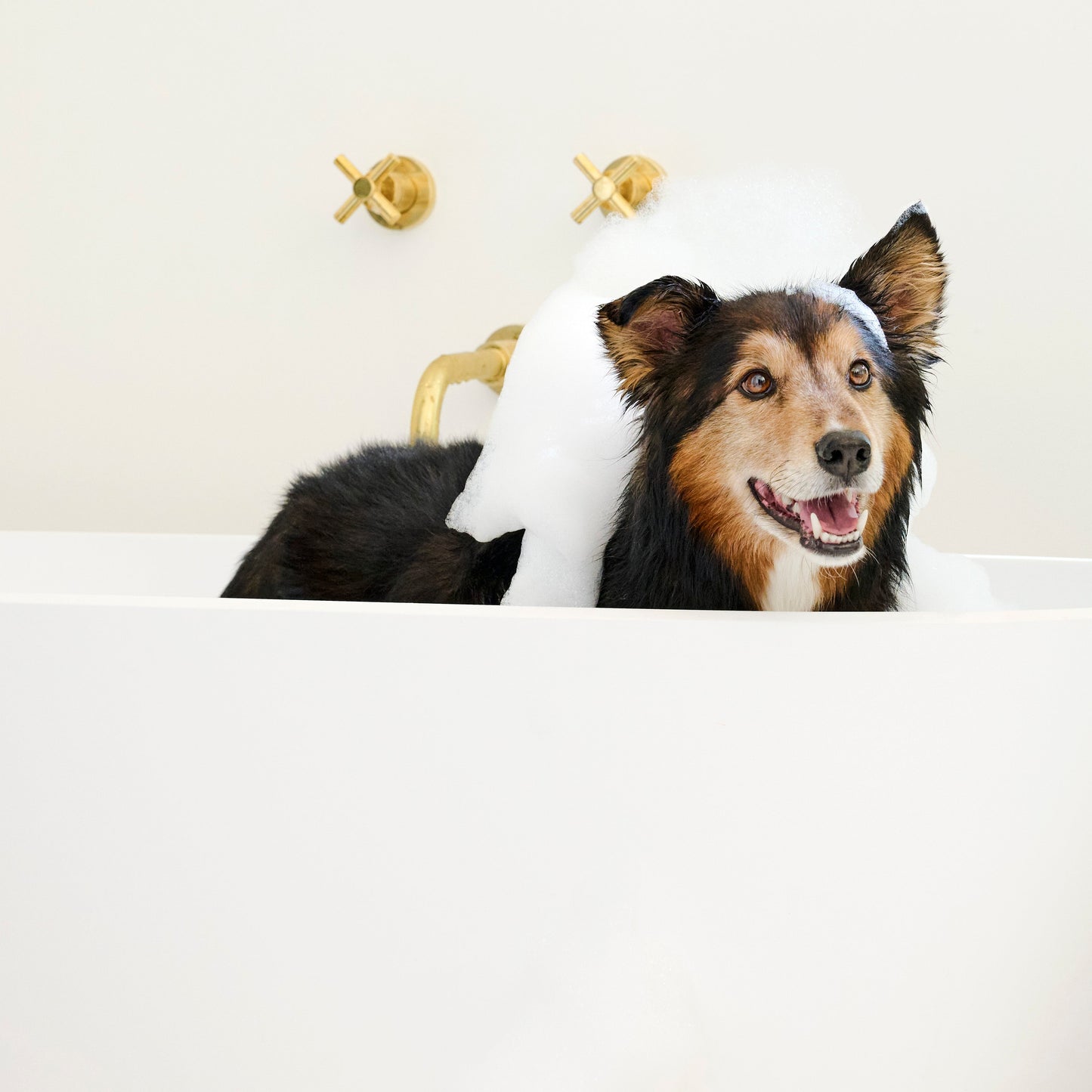 Allergy & Itch Chews