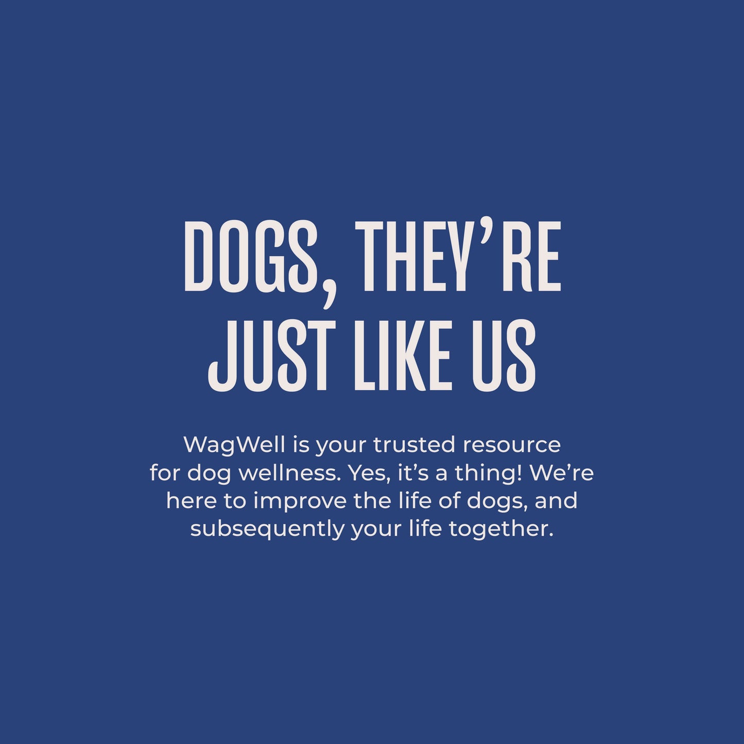 Freeze-Dried Dog Treats - Beef, Sweet Potato, + Yogurt Recipe