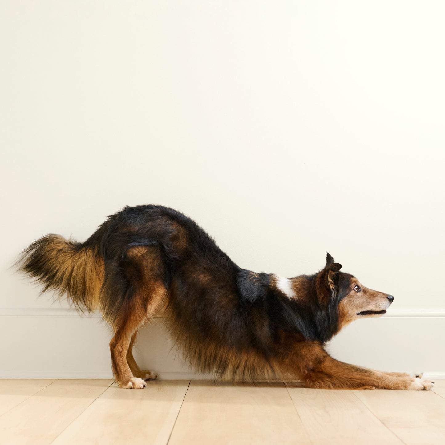 Mobility Chews